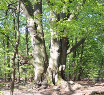 baumriese-im-sabawald