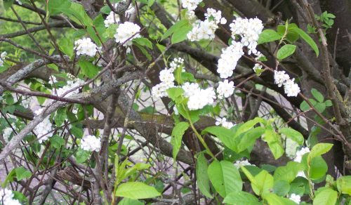 bluehende-straeucher-am-wegesrand