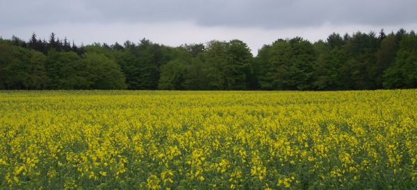 bluehendes-rapsfeld
