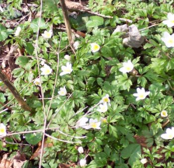 buschwindroeschen