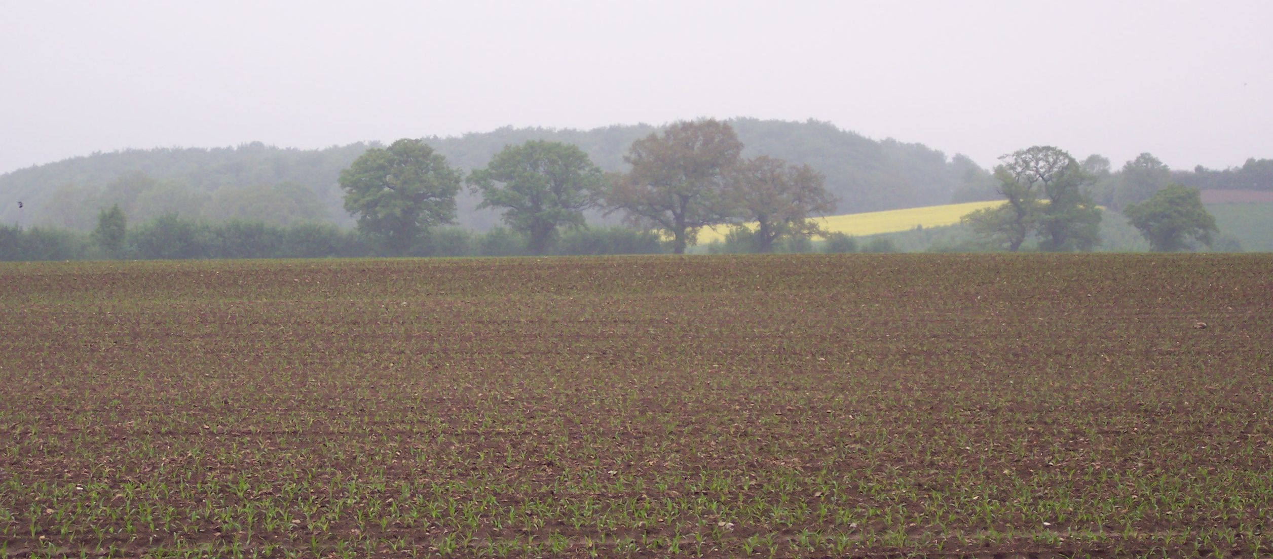 feldlandschaft-tramer-see