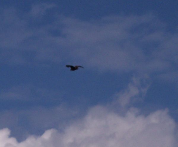 freifliegender-seeadler