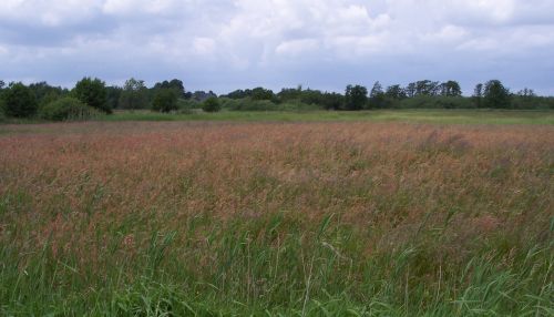 graslandschaft-am-postsee
