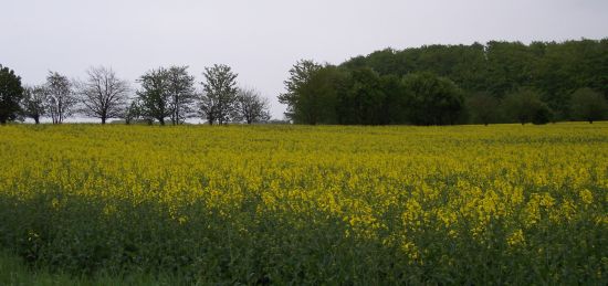 rapsfeld-bei-grossharrie