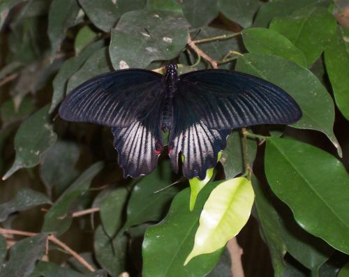 schwarzer-schmetterling