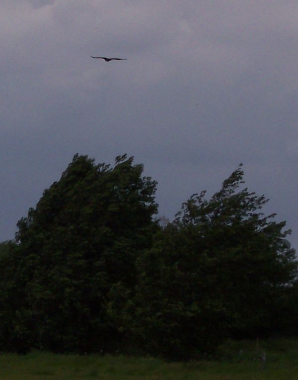 seeadler-am-postfelder-see