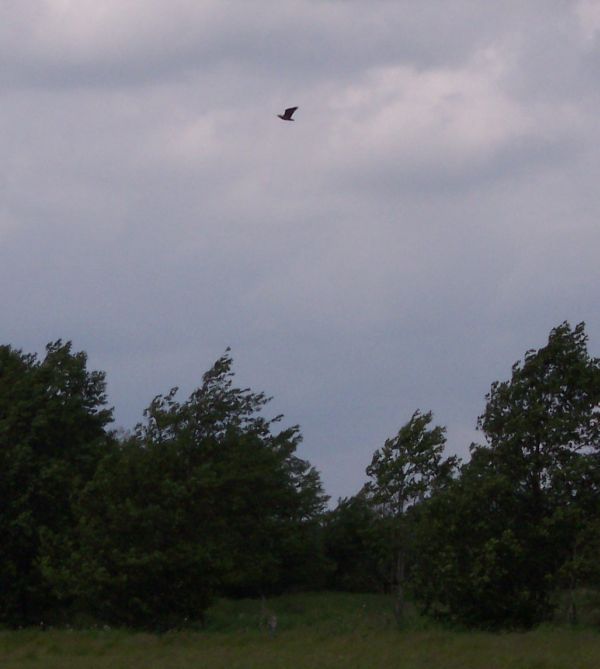 seeadler-bei-postfeld