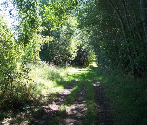 waldweg-bei-schlagsdorf